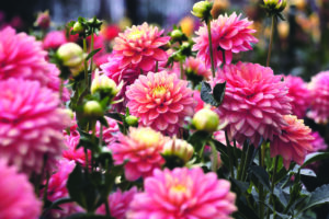 A close-up photograph of numerous pink dahlia flowers with yellow centers, growing densely together. The flowers are in various stages of bloom, with some fully open and others still in bud. Green leaves and stems are visible among the flowers, creating a natural, garden-like setting